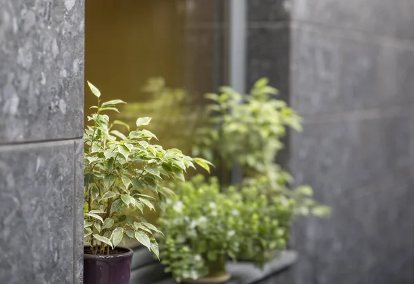 Living Green plant in pots on facade of stylish cafe — 스톡 사진