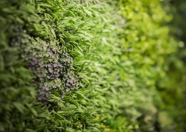 Искусственные зеленые растения стены, интерьер или наружные украшения — стоковое фото