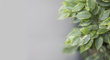 Genç yeşil bitki, bulanık arkaplan, kopyalama alanı