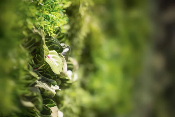 Стена живого зеленого ползучего растения на заднем плане — стоковое фото