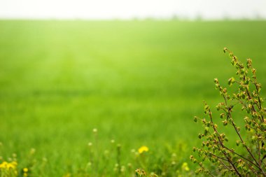 Focus on the plant. Blurred Green field background