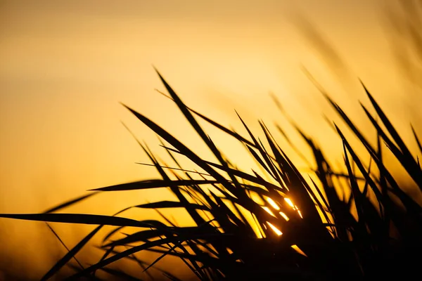 Landscape sunset on the field. Black grass silhouette — Stock Photo, Image