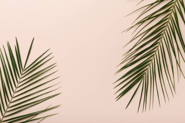 Creative natural eco green background with monstera leaves