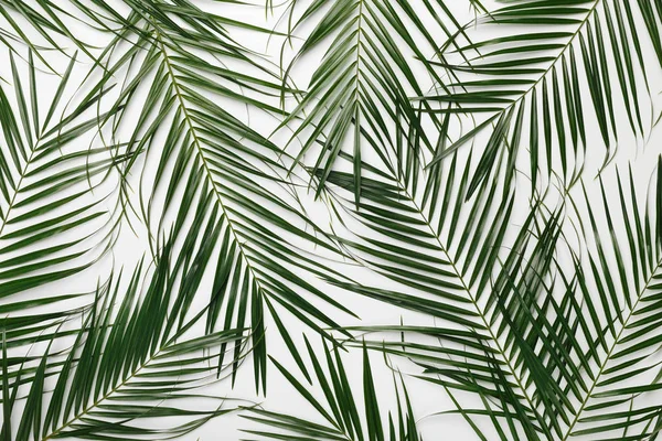 Tropical background with green natural monstera leaves — Stock Photo, Image