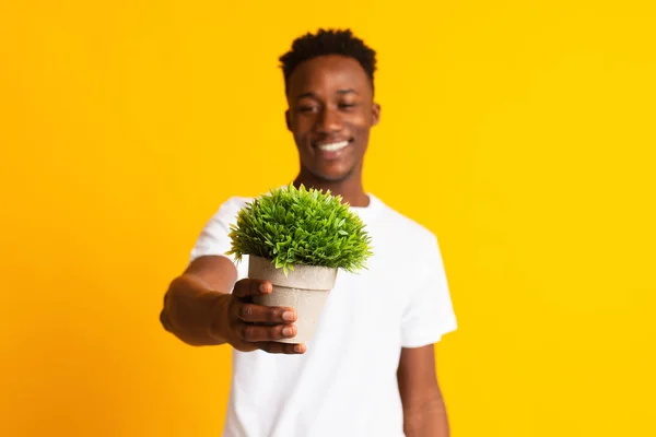 Bonito sorriso afro cara segurando planta verde nas mãos — Fotografia de Stock