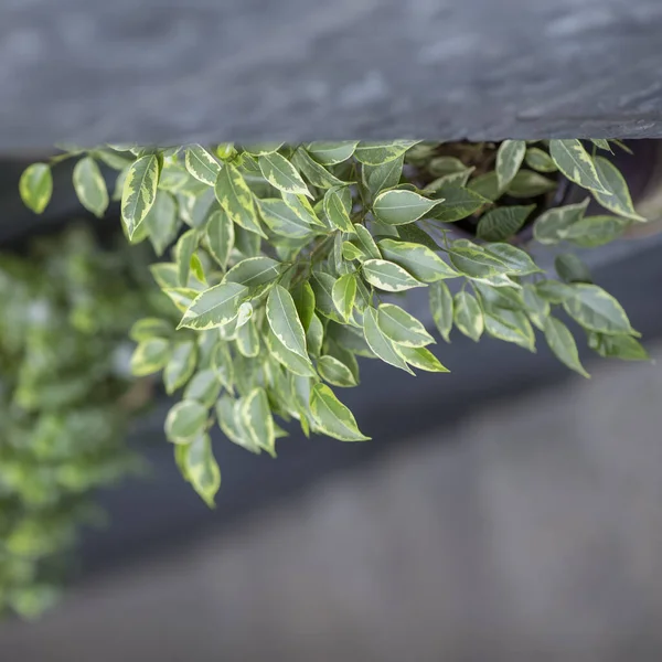 Зеленая ветвь декоративной елки, экологическая концепция , — стоковое фото