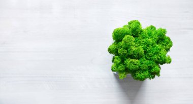 Coffee and flowers cafe concept. Moss in white flower pot on table