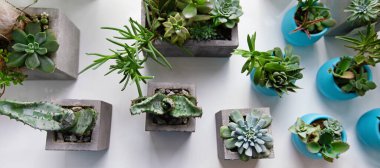 Succulents, cactus, Haworthia and attenuata on white table
