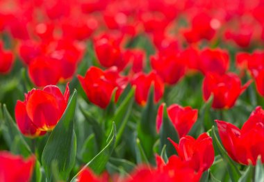 Bright red tulips blooming on field or garden with blurry background