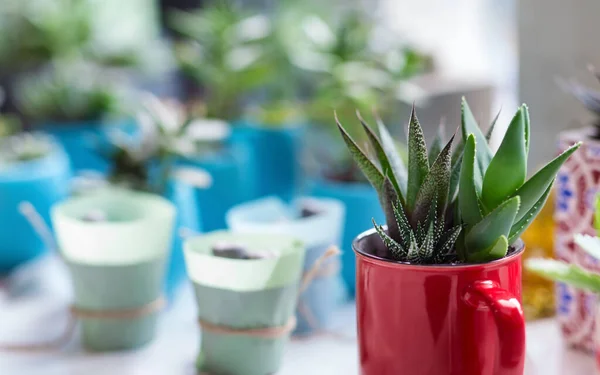 Plants in cafe shop. Aloe and Haworthia in red cup — Zdjęcie stockowe