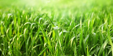 Morning drops dew on grass in field