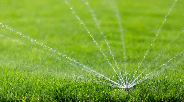 Garden sprinkler on a sunny spring day during watering