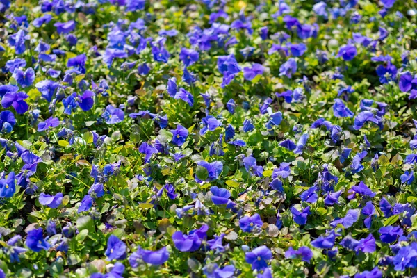 Top view of many blue colour flowers field in spring — Stockfoto
