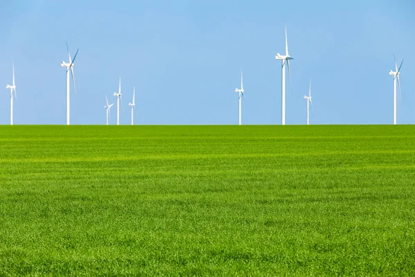 Bright green grass and blue sky. Nature conservation concept