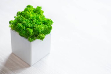 Green moss in pots on white background