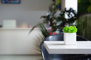 Flower cafe. Green moss in flower pots on table