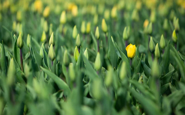 Escenas primaverales de tulipanes amarillos floreciendo flores en el campo —  Fotos de Stock