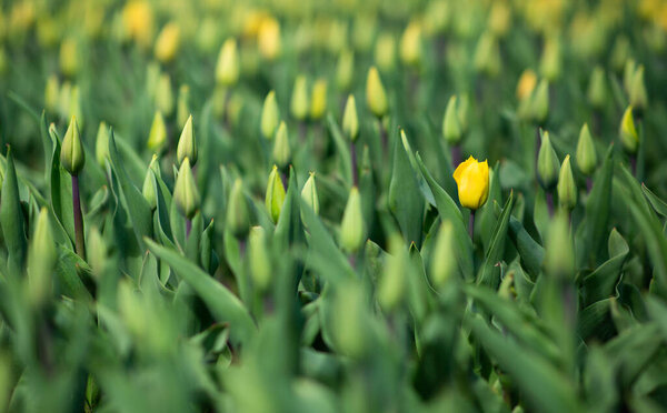 Spring scenes of yellow tulips blooming flowers on the field