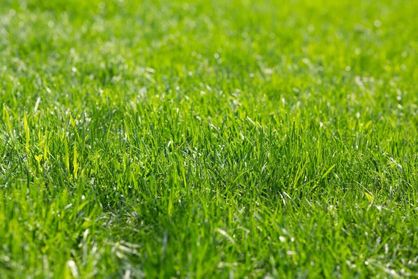 Hierba verde brillante natural. Césped fondo textura del patio trasero — Foto de Stock