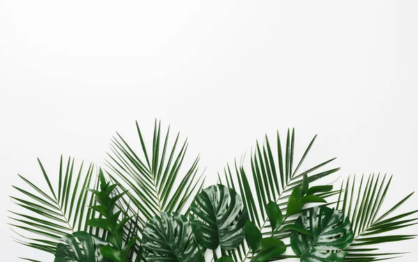 Palmera tropical y hojas de monstera sobre fondo blanco — Foto de Stock