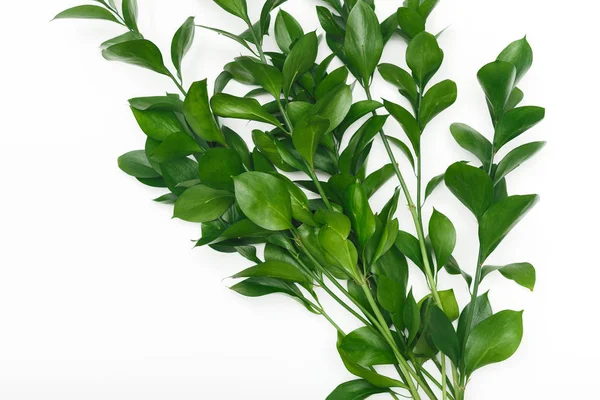Grüner Pflanzenzweig auf weißem Hintergrund, Öko-Konzept — Stockfoto