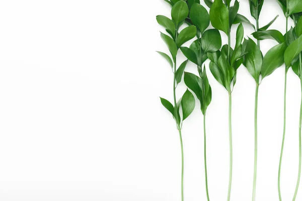 Frame van verse groene bladeren geïsoleerd op witte achtergrond — Stockfoto