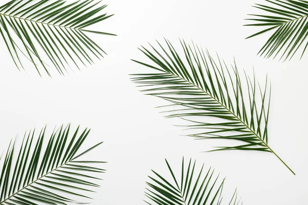 Zelené palmové listy zdobí kompozitní design — Stock fotografie