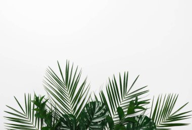 Green palm and monstera leaves isolated on white
