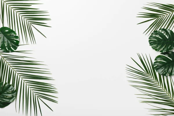 Feuilles vertes monstère et branche palmier isolé sur blanc — Photo
