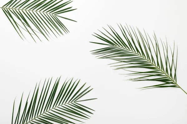 Tropical branches Monstera or palm leaves on white background — Stock fotografie