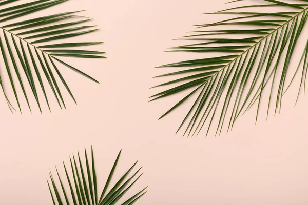 Zelené čerstvé palmové větve izolované na růžové — Stock fotografie
