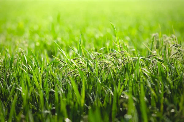 Orejas de hierba dobladas bajo el peso de gotas de lluvia — Foto de Stock