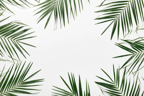 Green flat lay frame tropical palm leaf branches on white — Stock Photo, Image