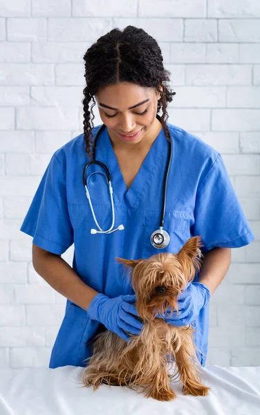 Médico veterinário afro-americano examinando pouco paciente na clínica veterinária — Fotografia de Stock