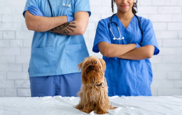 Hayvan kliniğinde küçük sevimli köpeği olan profesyonel veteriner doktorlar. — Stok fotoğraf