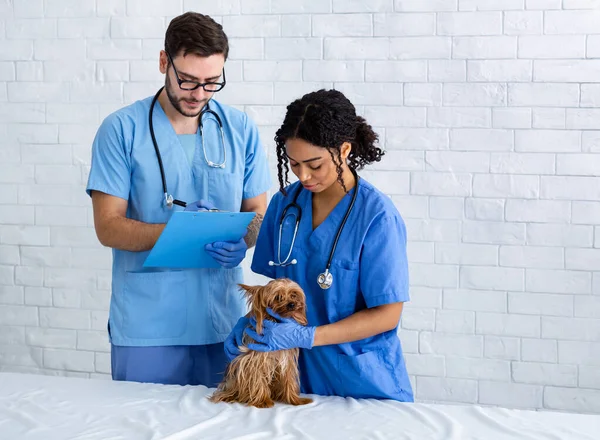 Ветеринарный врач и медсестра с симпатичным йоркширским терьером в клинике, копировальное место — стоковое фото