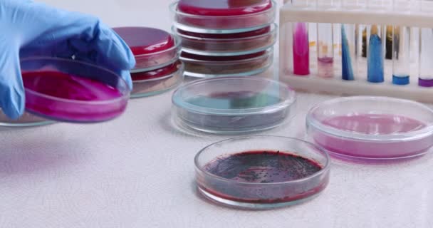 科学者はペトリ皿をテーブルに置き、別のサンプルを取る — ストック動画