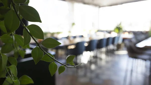 Leere verschwommene Café-Innenräume mit grüner Pflanze, Panorama — Stockfoto