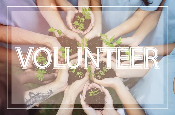 Nature protection. Group of young people holding green seedlings in circle and word VOLUNTEER, collage