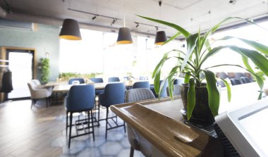 Modern şehir restoranının iç kısımlarında ot içinde yeşil bitki