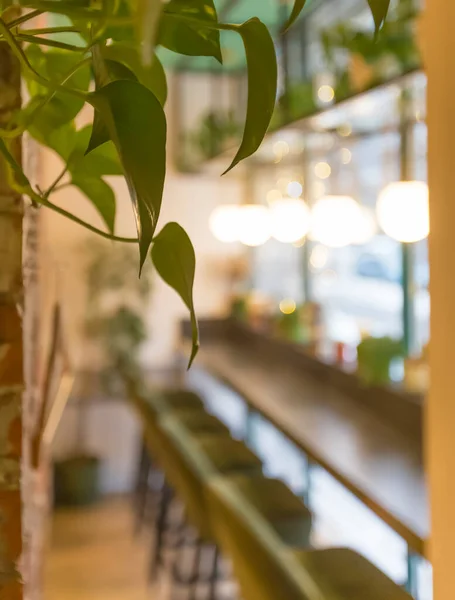 Interior borroso de la vista del restaurante a través de la planta verde — Foto de Stock