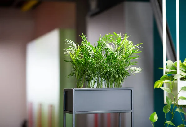 Eco arquitetura. Interior de escritório verde com plantas hidropônicas — Fotografia de Stock