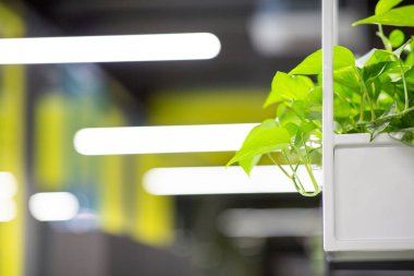 Modern ofiste rafları dekore eden yeşil doğal bitkiler.