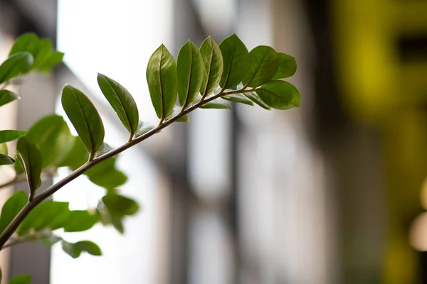 Вечнозеленое дерево или куст на размытом фоне в офисе — стоковое фото
