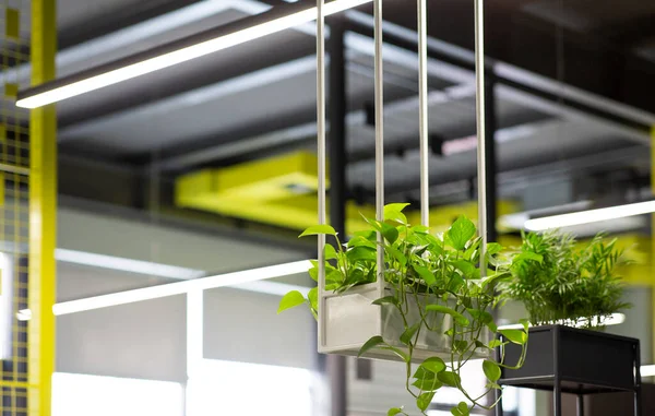 Świeżo żyjąca zielona roślina we wnętrzu biura, rozmyte tło — Zdjęcie stockowe