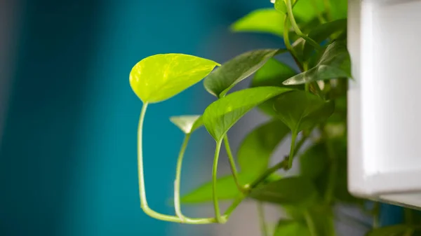 Interior de escritório moderno estilo ecológico com plantas verdes decorativas — Fotografia de Stock