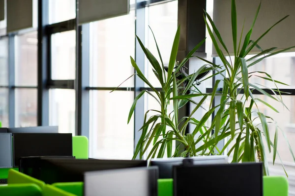 Zona de relajación en el interior de la oficina moderna con plantas verdes — Foto de Stock