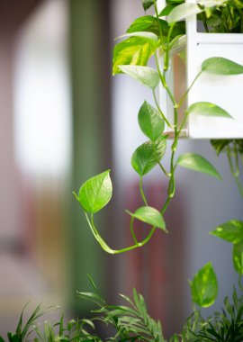 Ofisin içinde saksıda ev bitkileri, bulanık hareket