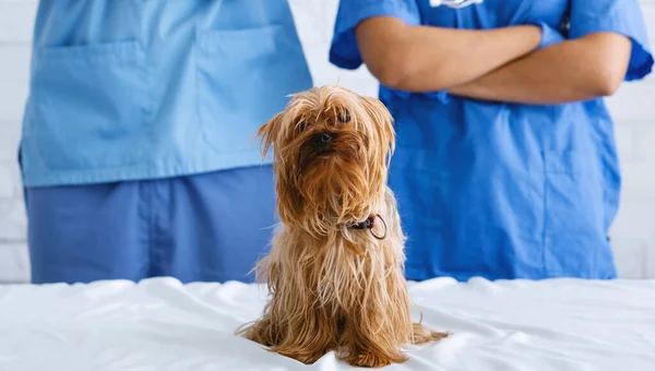 ペットケア。可愛いですヨークシャーテリアと認識できない獣医医師で動物病院 — ストック写真