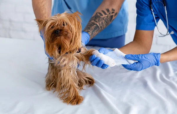 認識できない獣医の医師を置く包帯上の小さな犬の足で動物病院,閉じる — ストック写真